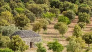 Dans le Vaucluse, les arbres remplacent petit à petit les champs de lavande.