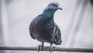 Inde : un pigeon relâché après avoir été accusé d'espionnage pour le compte de la Chine