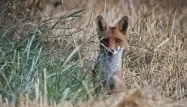 Un charnier de renard a été découvert dans le Jura.
