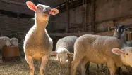 Pâques : les producteurs français défendent un agneau coûteux mais de très grande qualité