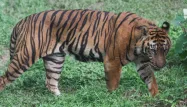 tigre sumatra