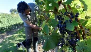 La France, premier producteur de vin au monde : le secteur se réjouit et appelle à anticiper le changement climatique