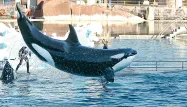 Un bout de métal à l'origine de la mort de l'orque Inouk, selon Marineland