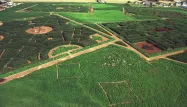 Pas-de-Calais : avant les moissons, un labyrinthe géant s’installe dans un champ de maïs près de Berck cet été