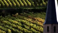 Vendanges : en Alsace, une plateforme téléphonique pour mettre en relation saisonniers et vignerons