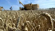 La France céréalière sonnée face à une moisson de blé historiquement faible