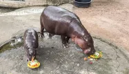 VIDÉO - Présidentielle américaine : un hippopotame, star d’Internet, présage la victoire de Trump