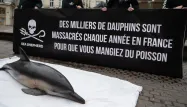 Sur les plages de la côte atlantique, des dizaines de cadavres de dauphins ont été découverts depuis le début de l'hiver.