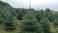 80 % des sapins de Noël achetés en France viennent des forêts du Morvan, première région productrice (Illustration)