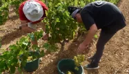 Les vendanges ont débuté trois semaines plus tôt qu'habituellement cet été.