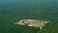 La déforestation est au plus haut en Amazonie.