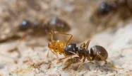 L’inquiétante découverte d’un nouveau foyer de «fourmis électriques» en France