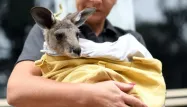 En Australie, des bébés kangourous pourront poursuivre leur développement dans des poches de substitutions confectionnées en France.