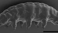 tardigrade