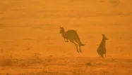 Des kangourous fuient un incendie près de Cooma en Australie le 4 janvier 2020 SAEED KHAN / AFP