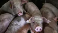 En 2009, l'épidémie de grippe porcine avait tué 280.000.