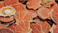 Il est possible de consommer de la coquille Saint-Jacques française, sans se ruiner