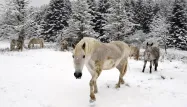 neige cheval