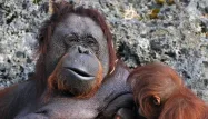 Un Russe arrêté à Bali avec un orang-outan drogué dans sa valise