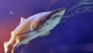 L’enfant aurait été attaqué par un requin bouledogue déjà aperçu dans la zone. (Photo d'illustration)