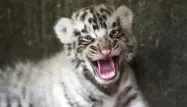 tigre blanc tigreau bébé