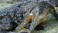 Une femme tuée par un crocodile, une autre portée disparue en Indonésie