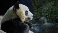 Le panda Huan Huan, prêté à la France par la Chine, va être inséminée artificiellement au zoo de Beauval