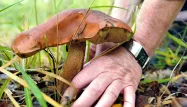 La saison des champignons, c’est parti ! Les conseils pour aller en chercher en toute sécurité