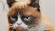 grumpy cat 1280