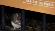 rats, Paris, crédit : PHILIPPE LOPEZ / AFP - 1280