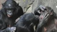 bonobo singe 1280