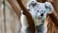 Les koalas sont de plus en plus menacés en Australie (photo d'illustration).
