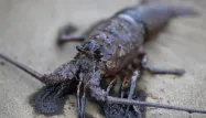 Les défenseurs des droits des animaux et des scientifiques estiment que les homards ressentent de la douleur lorsqu'ils sont ébouillantés.