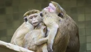macaques 1280