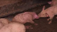 Les cerveaux de cochons ont survécu pendant 36 heures en dehors du corps de leur propriétaire.