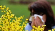 pollens, allergie, rhume des foins crédit : PHILIPPE HUGUEN / AFP - 1280