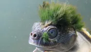 "La tortue de la Mary River passe tellement de temps immergée sous l'eau que certaines se retrouvent couvertes d'algues".