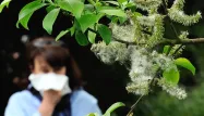 Quelque 30% des adultes et jusqu'à 20% des enfants seraient concernés par les allergies saisonnières.