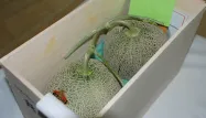 Les Japonais vouent un culte aux fruits de luxe et le melon Yubari constitue un cadeau très apprécié.