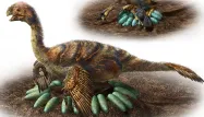 Chez les oviraptorosaures, la disposition des œufs se faisait toujours en anneau.
