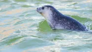 Entre 500 et 600 phoques, gris et veau marin, vivent au large des côtes du nord de la France. (image d'illustration)