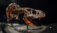t-rex t rex tyrannosaure 1280 STEPHANE DE SAKUTIN / AFP