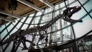 dinosaure, théropode, vente aux enchères, Paris, tour Eiffel crédit : STEPHANE DE SAKUTIN / AFP - 1280