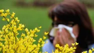 Allergiques au pollen, mieux vaut éviter la gelée royale et la propolis