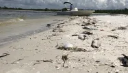 Plus de cent tonnes d'animaux marins ont été ramassées sur des plages désertes depuis août.