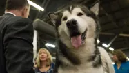 C'est un malamute d'Alaska comme celui-ci qui a été retrouvé en Charente-Maritime après sept mois de fuite.