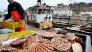 La pêche à la coquille Saint-Jacques et l'objet de nombreuses tensions entre pêcheurs britanniques et français