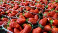 Plus de 200 cas présumés de "fraises piégées" ont été signalés en septembre en Australie.