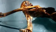 Otzi