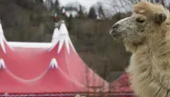 Le chameau s'était échappé d'un cirque (image d'illustration)